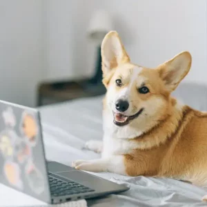 Corgi vor Laptop